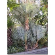 Palma strieborná (Nannorrhops arabica Silver) 5 semien