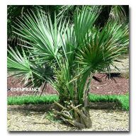 Trpasličie palmetto (Sabal minor) 5 semien