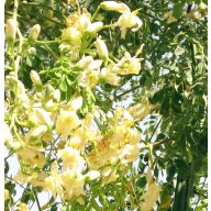 Moringa olejodárna (Moringa oleifera) 5 semien