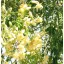 Moringa olejodárna (Moringa oleifera) 5 semien