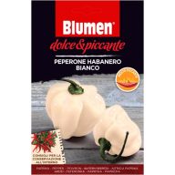 Biela habanero paprika – extrémne štipľavá 20 semien
