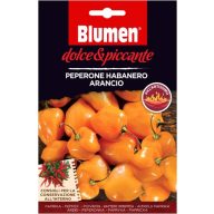   Oranžová habanero paprika – extrémne štipľavá  20 semien
