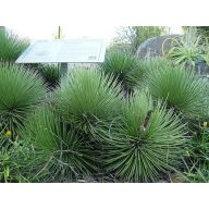 Agave pichľavé  (Agave striata ssp.) 5 semien