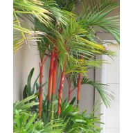 Palma voskodárna (Cyrtostachys renda) 5 semien