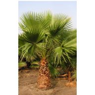 Palmovka obrovská (Washingtonia robusta) 5 semien