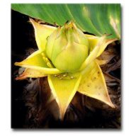 Banánovník lotosový (Musella lasiocarpa) 5 semien