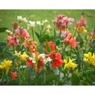 Kana (Canna) 10 semien