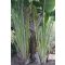 Palma pútnikov (Ravenala madagascariensis) 5 semien