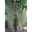Palma pútnikov (Ravenala madagascariensis) 5 semien