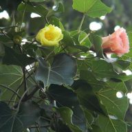 Indiánsky tulipánový strom (Thespesia populnea) 5 semien