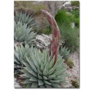 Mescal agave (Agave parryi var. neomexicana) 5 semien