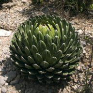   Agave kráľovská (Agave victoriae-reginae (Huasteca Canyon)) 5 semien