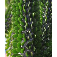 Madagaskarský okotillo (Alluaudia procera) 5 semien