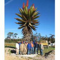 Aloe kapská (Aloe ferox) 5 semien