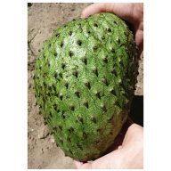 Graviola  (Annona muricata) 5 semien