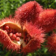 Achiote (Bixa orellana) 5 semien