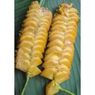 Zebrový list (Calathea crotalifera) 5 semien