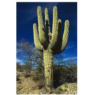 Kaktus Saguaro (Carnegiea gigantea) 5 semien
