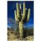 Kaktus Saguaro (Carnegiea gigantea) 5 semien
