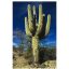 Kaktus Saguaro (Carnegiea gigantea) 5 semien