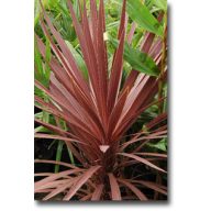   Dračinka austrálska fialová (Cordyline australis Purpurea) 5 semien