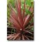 Dračinka austrálska fialová (Cordyline australis Purpurea) 5 semien