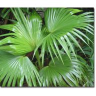 Palma čínska (Livistona chinensis) 5 semien