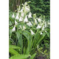 Bledavka (Ornithoganum cadicans) 5 semien