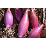 Sadzačka šunková cibuľa 400 g