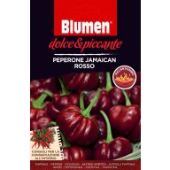 Jamaika červené pepperóni Blumen (10-20 semien)