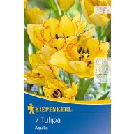   Cibuľky tulipánu Aquilla so strapcovitým súkvetím, 7 ks, Kiepenkerl