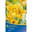 Cibuľky tulipánu Aquilla so strapcovitým súkvetím, 7 ks, Kiepenkerl
