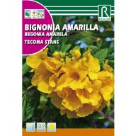 Žltá trúbka (Tecoma stands)