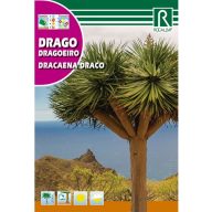 Dracéna (Draco) Rocalba 4 kusy