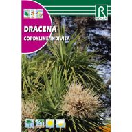 Dracéna (Cordyline indivisa) Rocalba