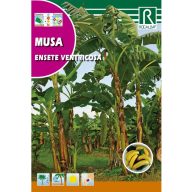 Banánovník (Musa ensete ventricosa)