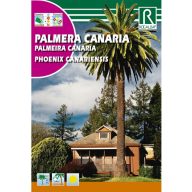 Palma kanárska  (Phoenix canariensis)