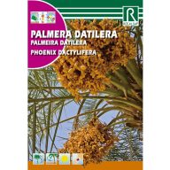 Palma datlová (Phoenix dactylifera)