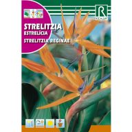 Strelícia kráľovská oranžová  (Strelitzia reginae)