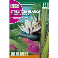 Strelícia kráľovská biela  (Strelitzia reginae)