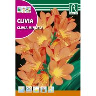 Klívia izbová ľalia (Clivia miniata) Rocalba
