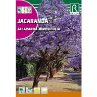 Žakaranda mimózolistá (Jacaranda mimiosifolia)