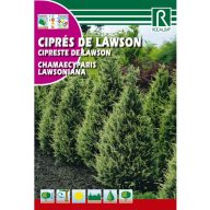 Cypruštek Lawsonov (chamaecyparis lawsoniana)