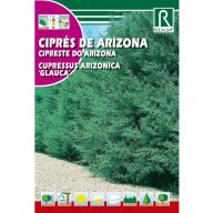 Cyprus arizónsky (Cupressus arizonica glauca)