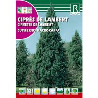 Cyprus veľkoplodý (Cupressus macrocarpa)