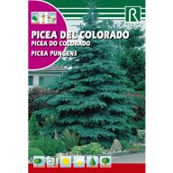 Smrek pichľavý (Picea Pungens)