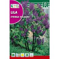 Orgován obyčajný (Syringa vulgaris)