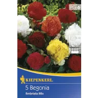   Cibule kvetov Kiepenkerl hľuzovitá begónia (strapcovitá) 6 ks
