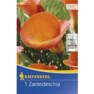 Cibule kvetov Kiepenkerl Kála (oranžová) 4 ks