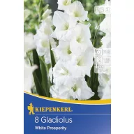 Cibule kvetov Kiepenkerl Mečík White Prosperity 3 ks